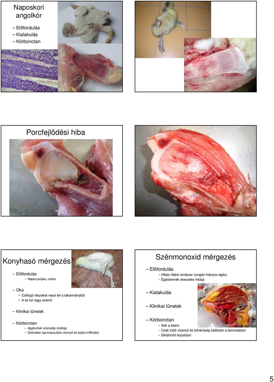 (perivascularis vizenyı és sejtes infiltratio) Szénmonoxid mérgezés Elıfordulás Hibás főtési rendszer (oxigén hiányos égés) Égéstermék