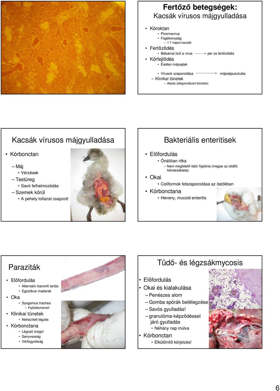 enteritisek Önállóan ritka Nem megfelelı itató higiénia (magas az istálló hımérséklete) i Coliformok felszaporodása az itatókban Heveny, mucoid enteritis Paraziták Alternatív baromfi tartás Egzotikus