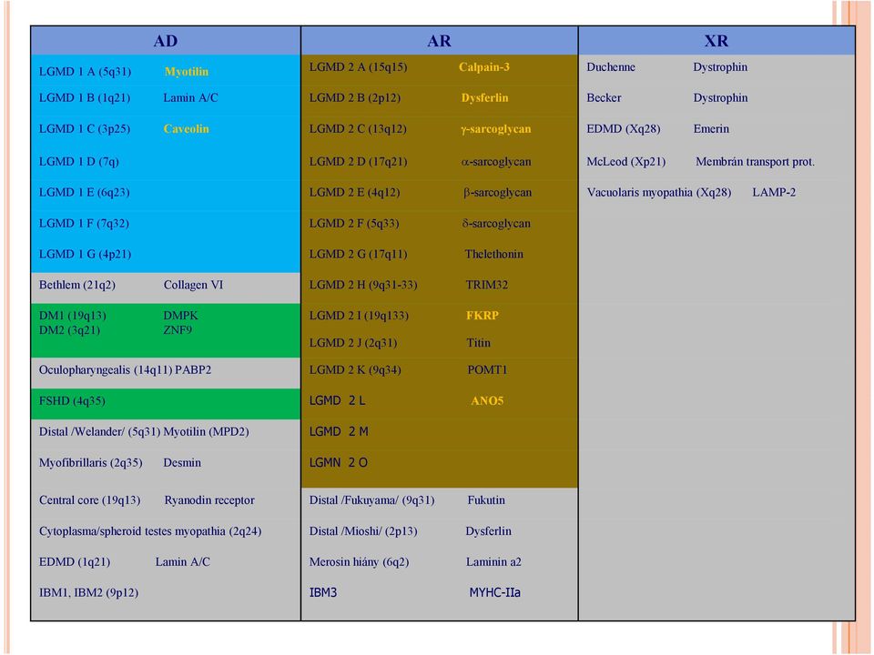 LGMD 1 E (6q23) LGMD 2 E (4q12) β-sarcoglycan Vacuolaris myopathia (Xq28) LAMP-2 LGMD 1 F (7q32) LGMD 1 G (4p21) Bethlem (21q2) Collagen VI DM1 (19q13) DMPK DM2 (3q21) ZNF9 Oculopharyngealis (14q11)