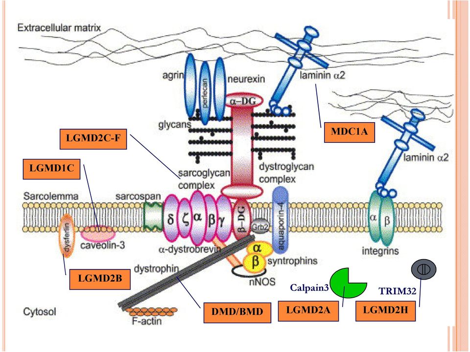 DMD/BMD Calpain3
