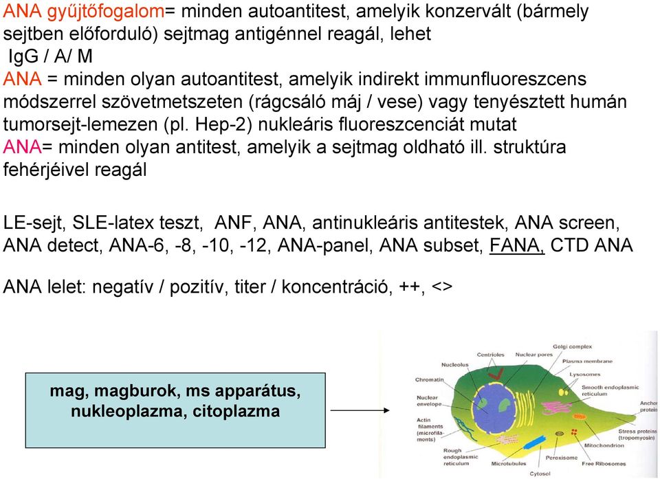 Hep-2) nukleáris fluoreszcenciát mutat ANA= minden olyan antitest, amelyik a sejtmag oldható ill.