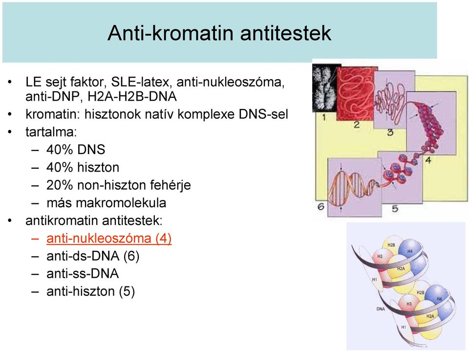 40% DNS 40% hiszton 20% non-hiszton fehérje más makromolekula antikromatin
