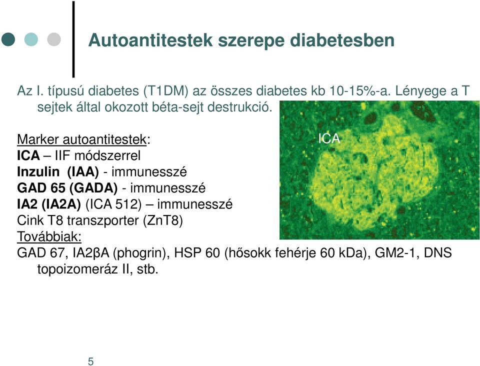 Marker autoantitestek: ICA ICA IIF módszerrel Inzulin (IAA) - immunesszé GAD 65 (GADA) - immunesszé IA2