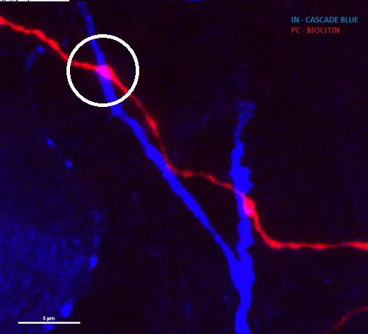 A kérgi amygdala piramissejtjei többszörös szinaptikus