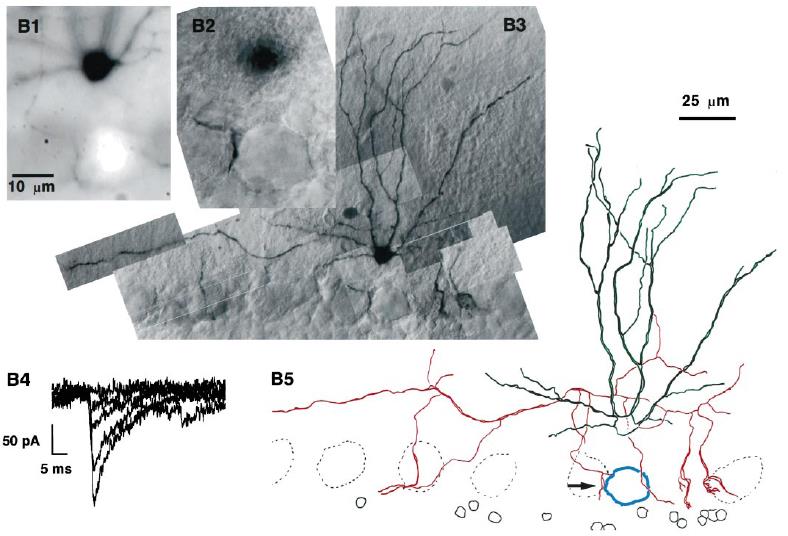 PC, Purkinje cell; Purkinje sejt SC, stellate cell;