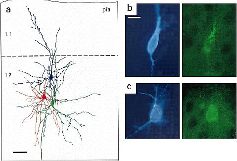 A neokortikális hálózat elemei PC B M Somatostatin tartalmúak a bitufted (B)sejtek, akik a dendritfákat idegzik be Reyes et al.