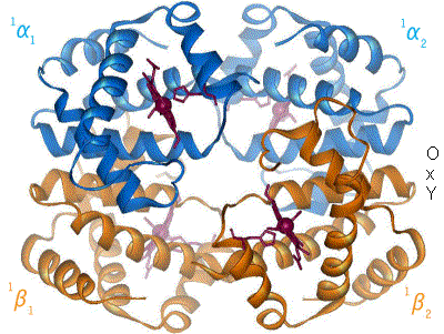 A negyedleges szerkezet A hemoglobin térszerkezete és működése: kék: a-alegységek, sárga: b-alegységek, lila: vas centrumok eritrocita,