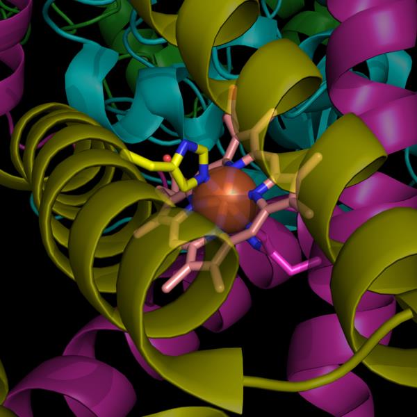 Geometriai specificitás megadja, hogy mennyire szigorúan csak egyetlen szubsztrátot fogad el az enzim: pl: 1) Karboxipeptidáz A a polipeptidlánc C-terminálisáról lehasít egy aminosavat, ha az nem