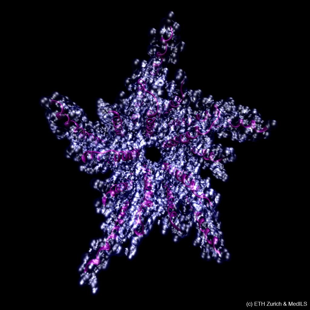 Érdekes fehérjék Where poisons attack us Legend: The star-like structure of the nicotine-acetylcholine receptor Nicotine-acetylcholine receptors (AChR)