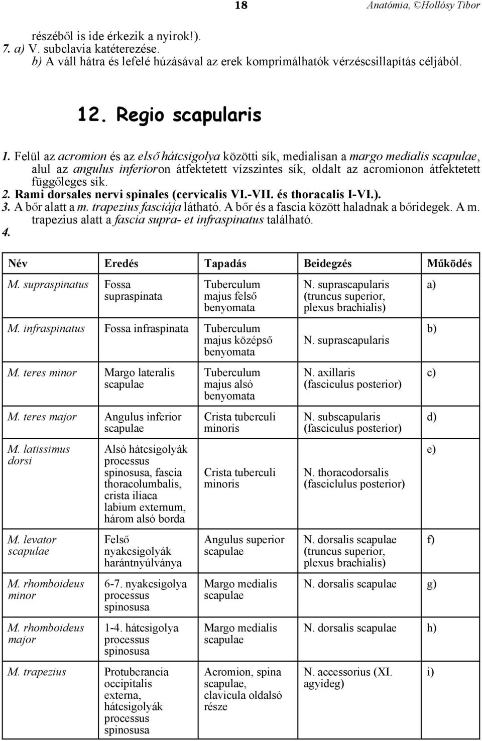 Rami dorsales nervi spinales (cervicalis VI.-VII. és thoracalis I-VI.). 3. A bår alatt a m. trapezius fasciája látható. A bår és a fascia között haladnak a båridegek. A m.