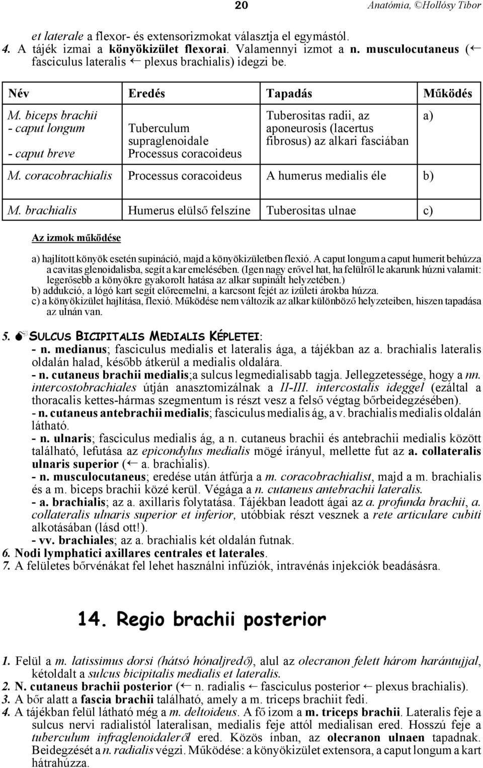 biceps brachii - caput longum - caput breve Tuberculum supraglenoidale Processus coracoideus Tuberositas radii, az aponeurosis (lacertus fibrosus) az alkari fasciában M.