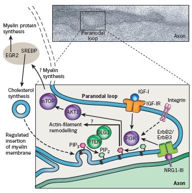 A mielin hüvely kialakulása g arány: axon átmérő / (axon+mielin) átmérő; ~0,6 0,7 (remielinizáció után kisebb) PNS-ben axonális hatásra: - neuregulin-1 / ErbB -> mielin szintézis, aktin