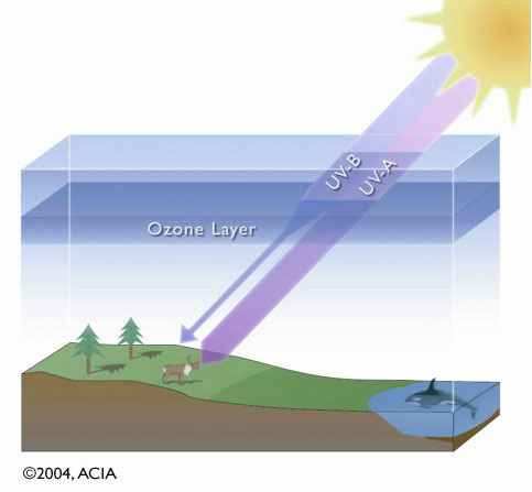 Az ózon Az ózon (O 3 ) egy három oxigénatomból álló instabil molekula. Az ózon a légkör 20-30 km magasságában köpenyszerően veszi körül a földet, hımérséklete eléri a 60 Celsius-fokot.