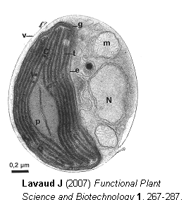 Eredmények III Phaeodactylum tricornutum (kovamoszat) Irodalmi háttér -egysejtű alga