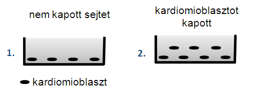 tripszin-edta), majd a sejtszuszpenziókat vizsgáltuk. A DiO-val jelölt H9c2 sejteket kapuztuk és 10.000-es sejtpopulációt vizsgáltunk. 3.1.7.