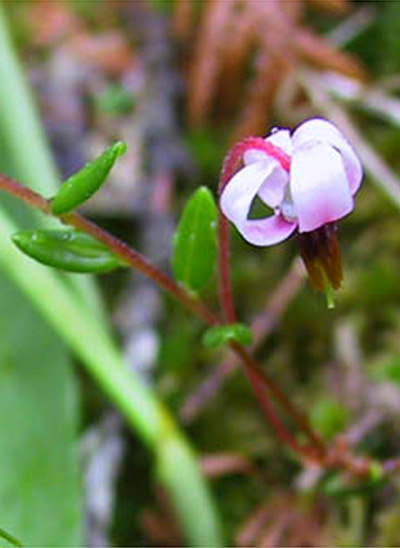 Vaccinium