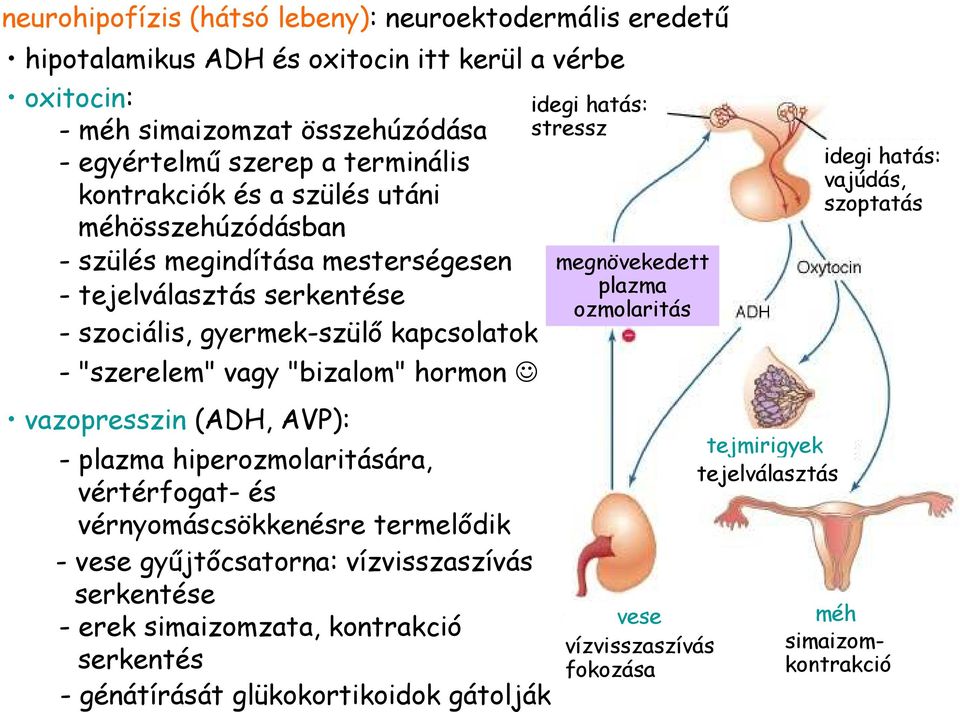 (ADH, AVP): - plazma hiperozmolaritására, vértérfogat- és vérnyomáscsökkenésre termelıdik - vese győjtıcsatorna: vízvisszaszívás serkentése - erek simaizomzata, kontrakció serkentés -