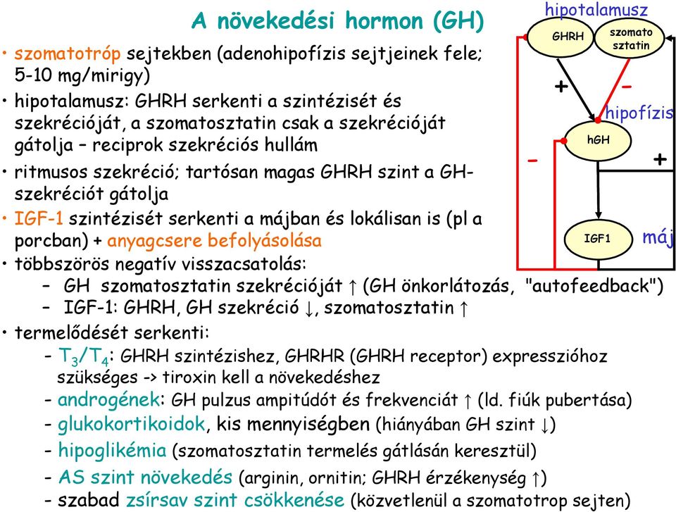 máj többszörös negatív visszacsatolás: GH szomatosztatin szekrécióját (GH önkorlátozás, "autofeedback") IGF-1: GHRH, GH szekréció, szomatosztatin termelıdését serkenti: - T 3 /T 4 : GHRH
