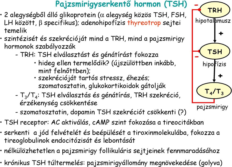 (újszülöttben inkább, mint felnıttben); szekrécióját tartós stressz, éhezés; szomatosztatin, glukokortikoidok gátolják - T 3 /T 4 : TSH elválasztás és génátírás, TRH szekréció, érzékenység