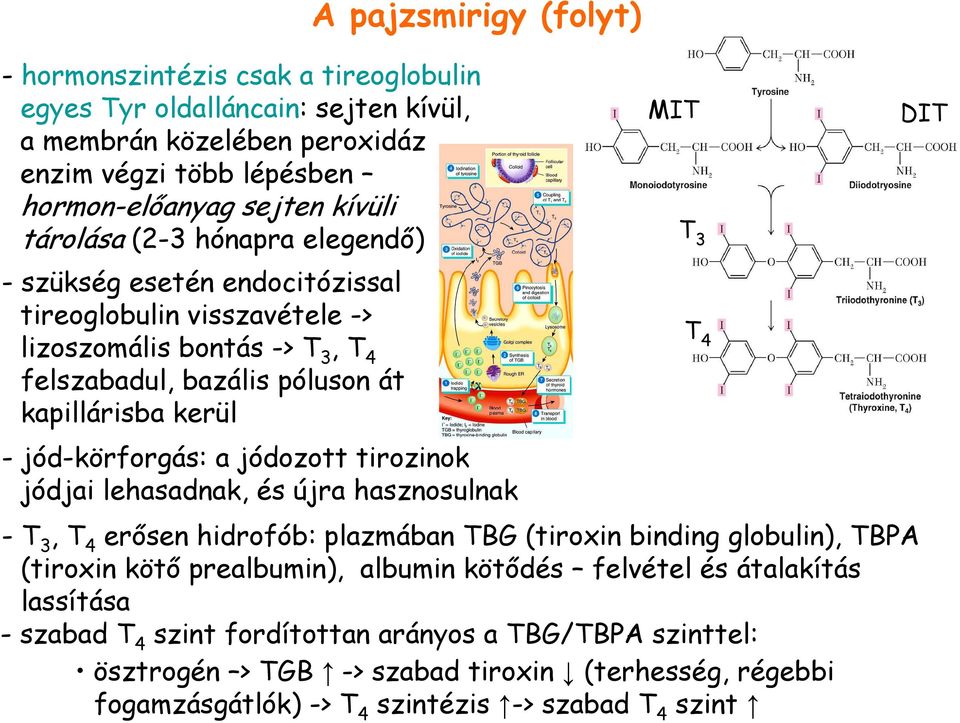 a jódozott tirozinok jódjai lehasadnak, és újra hasznosulnak MIT - T 3, T 4 erısen hidrofób: plazmában TBG (tiroxin binding globulin), TBPA (tiroxin kötı prealbumin), albumin kötıdés felvétel