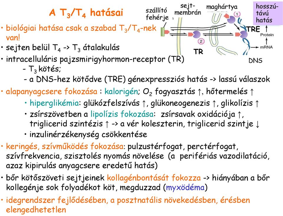 pajzsmirigyhormon-receptor (TR) DNS - T 3 kötés; - a DNS-hez kötıdve (TRE) génexpressziós hatás -> lassú válaszok hiperglikémia: glükózfelszívás, glükoneogenezis, glikolízis zsírszövetben a lipolízis