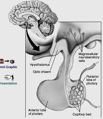 receptor: vasoconstrictio V2