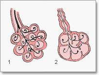 Térfogat és nyomásváltozások légzés alatt tüdőtérfogat alveoláris