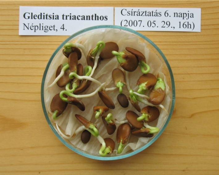 3. Eredmények- fehér akác és tövises lepényfa Csírázási arány: több, mint 96% mindkét faj esetén (1. ábra). 1.