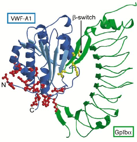 aktivitás, emelkedik a fibrinopeptid-a, a D-dimer és a von Willebrand faktor szintje [289-291].
