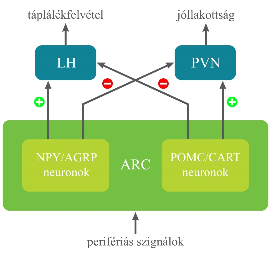 Bár részleteiben nem ismerjük pontosan, hogy a szervezet milyen módon éri el és tartja fenn az energiaegyensúlyt, biztosnak tűnik, hogy komplex rendszerről van szó, mely olyan afferens utakból áll,
