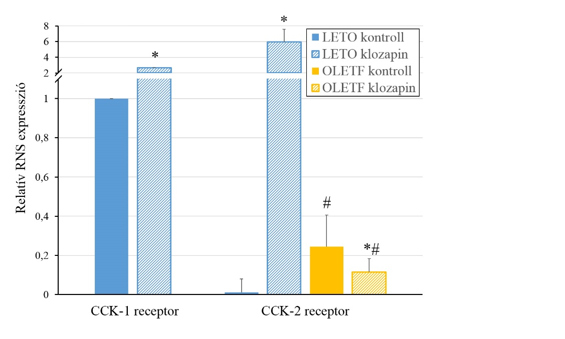 CCK-2 receptor mrns szint szignifikánsan magasabb volt, mint a kontroll LETO csoportban.