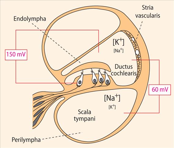 Cochlea (csiga) Tengelye körül 2.