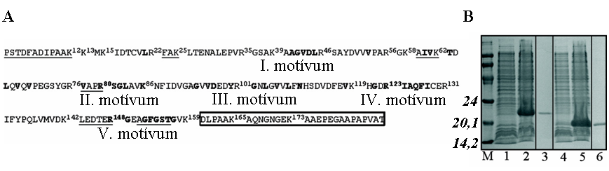 5. 1. 1. 1. ábra (A) A Drosophila melanogaster dutpáz aminosav-szekvenciája. A gén által kódolt első metionin az expresszált fehérjéről hiányzik.