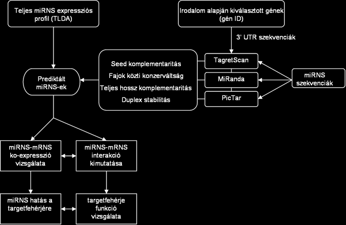 Program Predikcióhoz használt módszer Referencia Web elérhetőség MiRtaget2 SVM statisztika (Support Vector Machine) (Wang, 2008) http://mirdb.