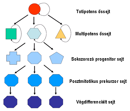 2. ábra Az őssejtek leszármazási sora A központi idegrendszer sejtjeinek eredete; a germinatív zónák Az idegrendszer fejlődése az embrió gasztrulációjával egyidőben kezdődik el.