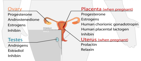 Centralis,