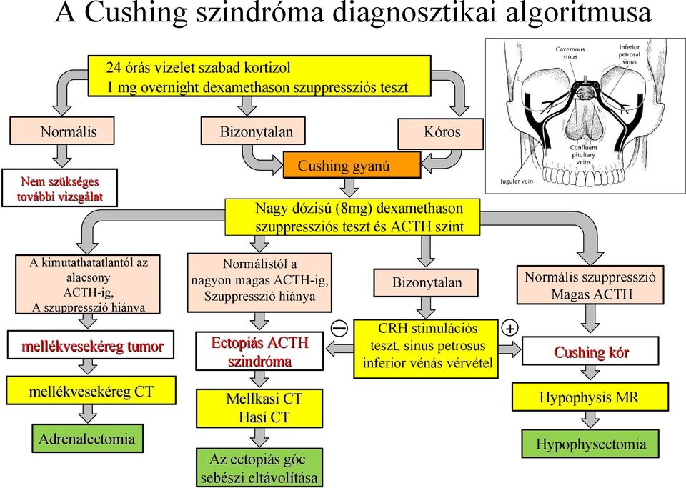 mellékvesekéreg tumor Normálistól a nagyon magas ACTH-ig, Szuppresszió hiánya Ectopiás ACTH szindróma Bizonytalan CRH stimulációs teszt, sinus petrosus inferior vénás