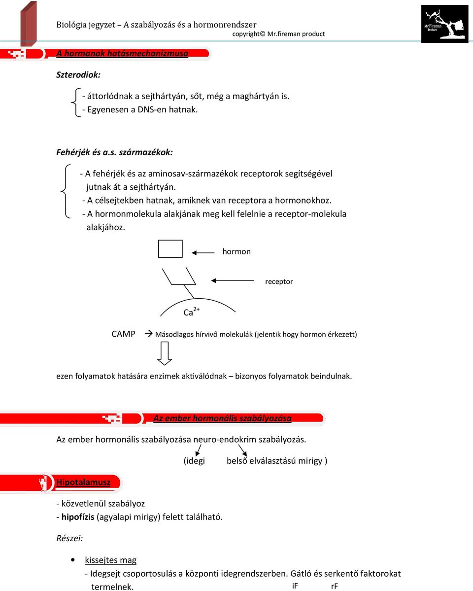 hormon receptor Ca 2+ CAMP Másodlagos hírvivő molekulák (jelentik hogy hormon érkezett) ezen folyamatok hatására enzimek aktiválódnak bizonyos folyamatok beindulnak.