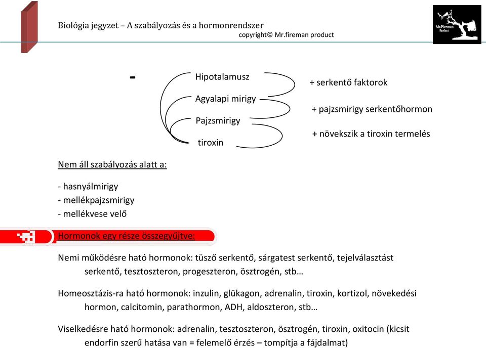 tesztoszteron, progeszteron, ösztrogén, stb Homeosztázis-ra ható hormonok: inzulin, glükagon, adrenalin, tiroxin, kortizol, növekedési hormon, calcitomin, parathormon,