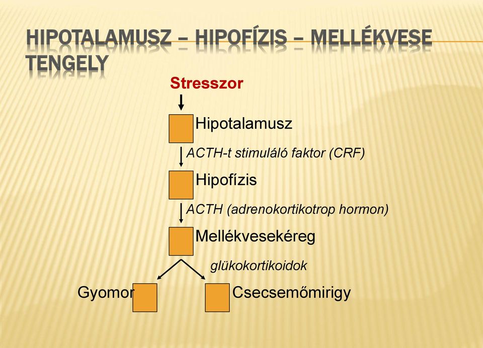 (CRF) Hipofízis ACTH (adrenokortikotrop hormon)
