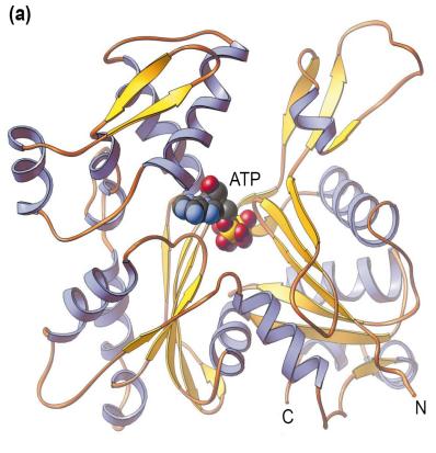 Az aktin de novo polimerizációja Actin monomer Actin filament