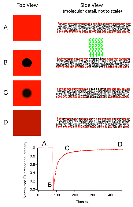 Alkalmazás Membránkomponensek laterális diffúziója Monomer turnover /