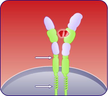 Revolade mint trombopoetin receptor agonista Hatásmechanizmus Kötődik a megakariociták felületén levő TPO-R transzmembrán részéhez, ezáltal stimulálja a