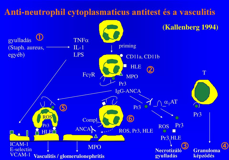 IgG-ANCA T ICAM-1 E-selectin VCAM-1 ROS Pr3 HLE Compl.