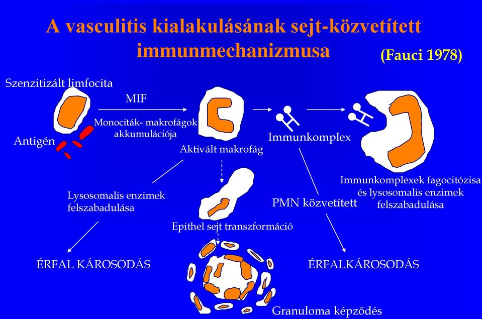 Lysosomalis enzimek felszabadulása Epithel sejt transzformáció PMN közvetített