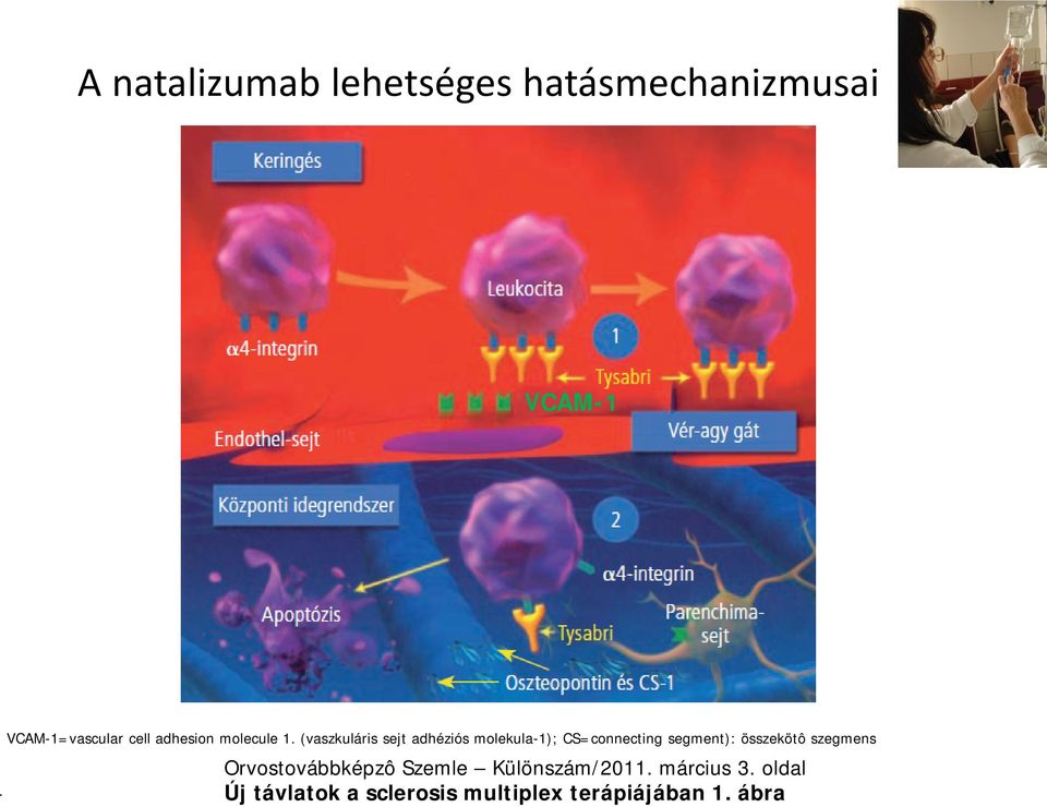 (vaszkuláris sejt adhéziós molekula-1); CS=connecting segment):