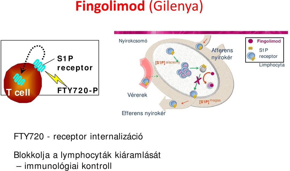 Vérerek magas Efferens nyirokér FTY720 - receptor