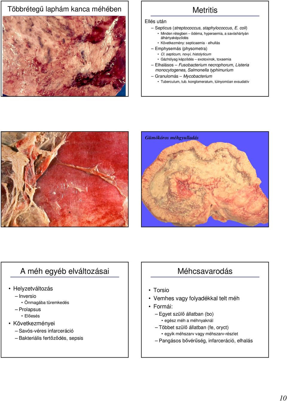 septicum, novyi, histolyticum Gázhólyag képzıdés exotoxinok, toxaemia Elhalásos Fusobacterium necrophorum, Listeria monocytogenes, Salmonella typhimurium Granulomás Mycobacterium Tuberculum, tub.