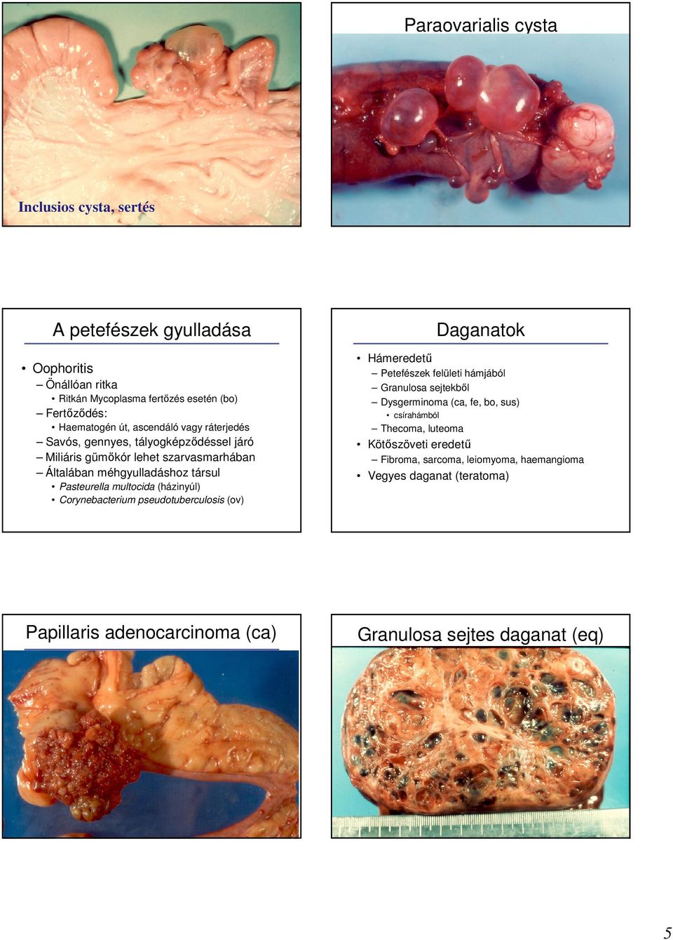 (házinyúl) Corynebacterium pseudotuberculosis (ov) Papillaris adenocarcinoma (ca) Daganatok Hámeredető Petefészek felületi hámjából Granulosa sejtekbıl