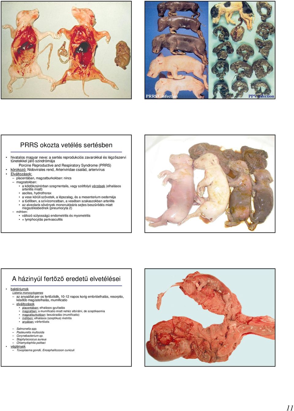 (elhalásos arteriitis miatt) ascites, hydrothorax a vese körüli szövetek, a lépszalag, és a mesenterium oedemája a tüdıben, a szívizomzatban, a vesében szakaszokban arteriitis az alveolaris sövények